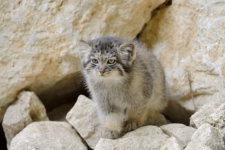 Manul or Pallas's cat (Otocolobus manul, Felis manul), juvenile, captive, native to Central Asia