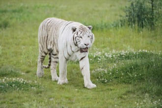 White Royal Bengal Tiger (Panthera tigris tigris), captive, occurring in India