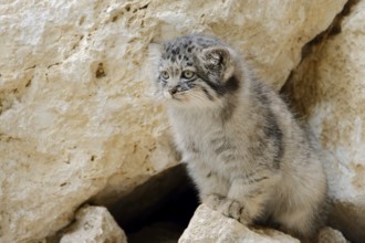 Manul or Pallas's cat (Otocolobus manul, Felis manul), juvenile, captive, native to Central Asia