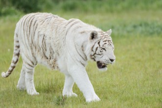 White Royal Bengal Tiger (Panthera tigris tigris), captive, occurring in India