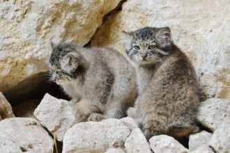 Manul or Pallas's cat (Otocolobus manul, Felis manul), young animals, captive, native to Central
