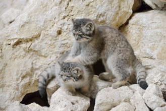 Manul or Pallas's cat (Otocolobus manul, Felis manul), young animals, captive, native to Central