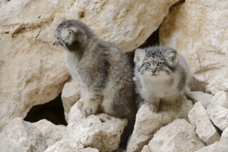 Manul or Pallas's cat (Otocolobus manul, Felis manul), young animals, captive, native to Central