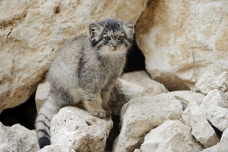 Manul or Pallas's cat (Otocolobus manul, Felis manul), juvenile, captive, native to Central Asia
