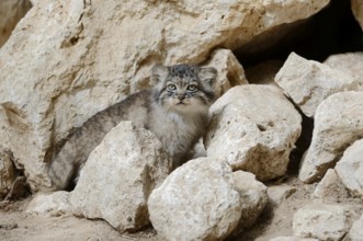 Manul or Pallas's cat (Otocolobus manul, Felis manul), juvenile, captive, native to Central Asia