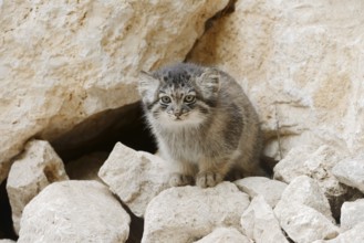 Manul or Pallas's cat (Otocolobus manul, Felis manul), juvenile, captive, native to Central Asia