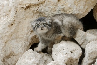 Manul or Pallas's cat (Otocolobus manul, Felis manul), juvenile, captive, native to Central Asia