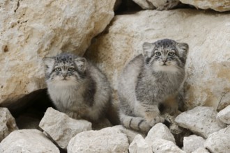 Manul or Pallas's cat (Otocolobus manul, Felis manul), young animals, captive, native to Central