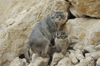Manul or Pallas cat (Otocolobus manul, Felis manul), female with kitten, captive, native to Central