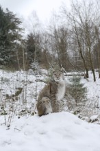 Eurasian lynx (Lynx lynx) sitting on a snowy hill, winter, captive, Germany