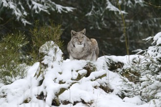 Eurasian lynx (Lynx lynx) in winter, captive, Germany
