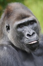 Western lowland gorilla (Gorilla gorilla gorilla), male, silverback, portrait, captive, occurrence
