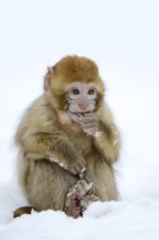 Barbary macaque or magot (Macaca sylvanus), young animal in winter, Morocco