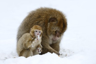 Barbary macaque or magot (Macaca sylvanus), male and juvenile in winter, Morocco