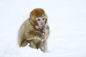 Barbary macaque or magot (Macaca sylvanus), young animal in winter, Morocco