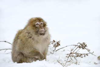 Barbary macaque or magot (Macaca sylvanus), male in winter, Morocco