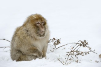 Barbary macaque or magot (Macaca sylvanus), male in winter, Morocco