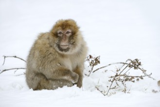 Barbary macaque or magot (Macaca sylvanus), male in winter, Morocco