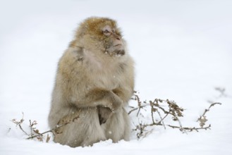 Barbary macaque or magot (Macaca sylvanus), male in winter, Morocco
