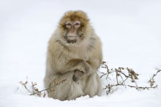Barbary macaque or magot (Macaca sylvanus), male in winter, Morocco
