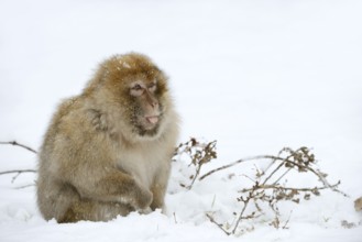 Barbary macaque or magot (Macaca sylvanus), male in winter, Morocco
