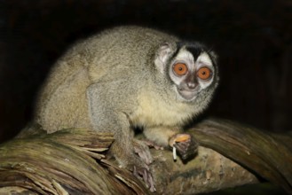Grey-handed night monkey (Aotus griseimembra, Aotus lemurinus griseimembra) sits feeding on a