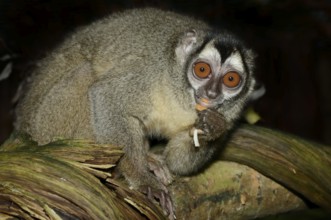 Grey-handed night monkey (Aotus griseimembra, Aotus lemurinus griseimembra) sits feeding on a