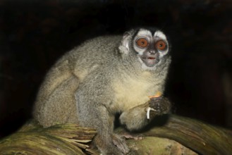 Grey-handed night monkey (Aotus griseimembra, Aotus lemurinus griseimembra) sits feeding on a