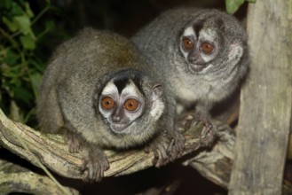 Grey-handed night monkey (Aotus griseimembra, Aotus lemurinus griseimembra), pair, endangered