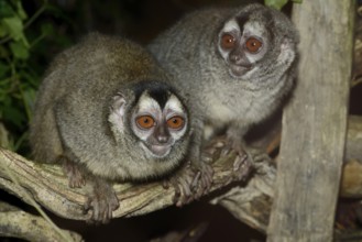 Grey-handed night monkey (Aotus griseimembra, Aotus lemurinus griseimembra), pair, endangered