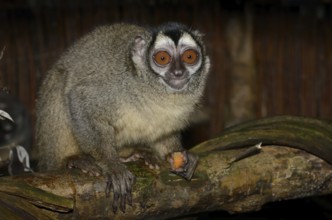 Grey-handed night monkey (Aotus griseimembra, Aotus lemurinus griseimembra) sits feeding on a