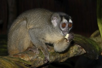 Grey-handed night monkey (Aotus griseimembra, Aotus lemurinus griseimembra) sits feeding on a