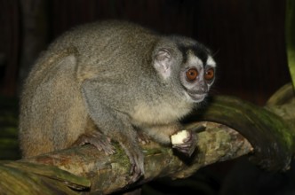 Grey-handed night monkey (Aotus griseimembra, Aotus lemurinus griseimembra) sits feeding on a