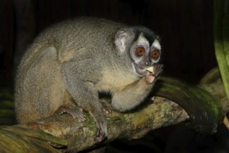 Grey-handed night monkey (Aotus griseimembra, Aotus lemurinus griseimembra) sits feeding on a