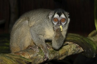 Grey-handed night monkey (Aotus griseimembra, Aotus lemurinus griseimembra) sits feeding on a