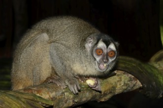 Grey-handed night monkey (Aotus griseimembra, Aotus lemurinus griseimembra) sits feeding on a