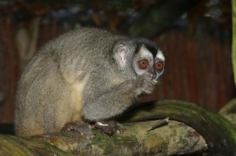 Grey-handed night monkey (Aotus griseimembra, Aotus lemurinus griseimembra) sits feeding on a