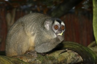 Grey-handed night monkey (Aotus griseimembra, Aotus lemurinus griseimembra) sits feeding on a