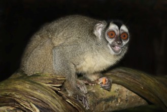 Grey-handed night monkey (Aotus griseimembra, Aotus lemurinus griseimembra) sits feeding on a