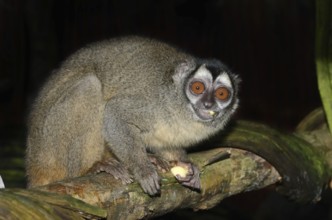 Grey-handed night monkey (Aotus griseimembra, Aotus lemurinus griseimembra) sits feeding on a