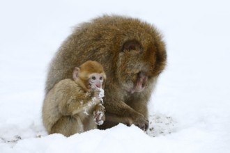 Barbary macaque or magot (Macaca sylvanus), male and juvenile in winter, Morocco
