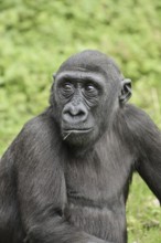 Western lowland gorilla (Gorilla gorilla gorilla), juvenile, captive, occurring in Africa