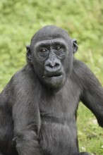 Western lowland gorilla (Gorilla gorilla gorilla), juvenile, captive, occurring in Africa