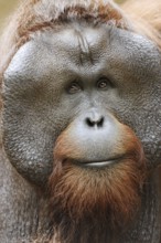 Bornean orangutan (Pongo pygmaeus), male, portrait, captive, occurring on Borneo