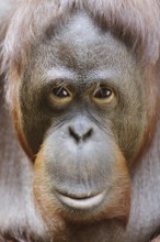 Bornean orangutan (Pongo pygmaeus), male, portrait, captive, occurring on Borneo