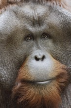 Bornean orangutan (Pongo pygmaeus), male, portrait, captive, occurring on Borneo
