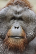 Bornean orangutan (Pongo pygmaeus), male, portrait, captive, occurring on Borneo