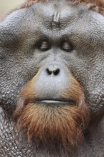 Bornean orangutan (Pongo pygmaeus), male, portrait, captive, occurring on Borneo