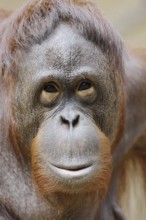 Bornean orangutan (Pongo pygmaeus), female, portrait, captive, native to Borneo