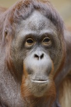 Bornean orangutan (Pongo pygmaeus), female, portrait, captive, native to Borneo